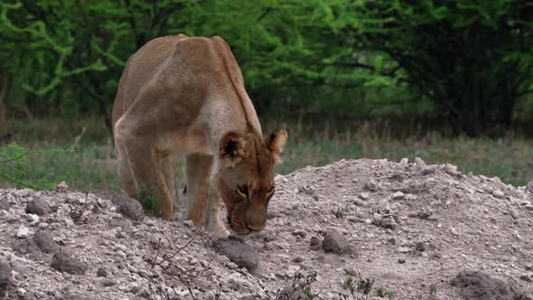 A Lion Getting Down Backward On A Pile Of Sand And Stones In Nxai Pan In Botswana - Closeup Shot