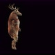 63 Deer Dancing 4K - VideoHive Item for Sale