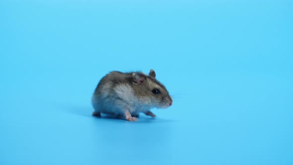 Mouse, Mice On Blue Background