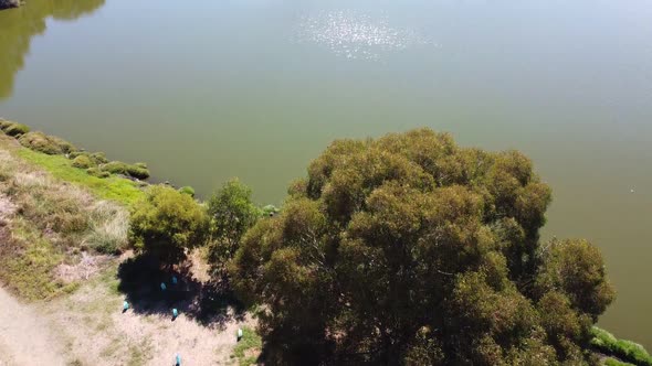 Aerial Tilt Up Shot Over Tree Lake Joondalup With Glistening Sunlight