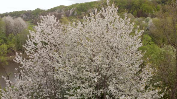 Beautiful Ukrainian Orchard Cherry Trees Bloom