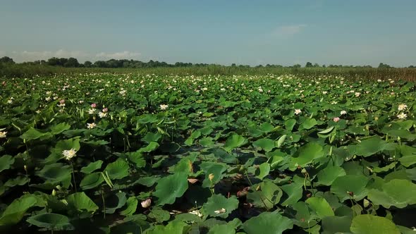 Aerial Drone Stock Footage of Flowering Lotuses on the Lake Near the Road in Krasnodar Krai