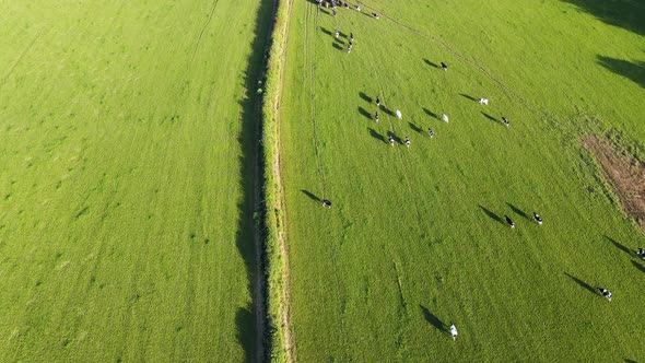 Herd of cows run through a field in rural green countryside. England, UK. Ariel view. 4K