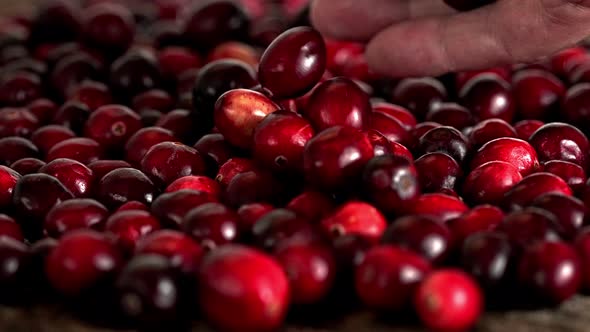 Hand is adding more cranberries to table with many cranberries