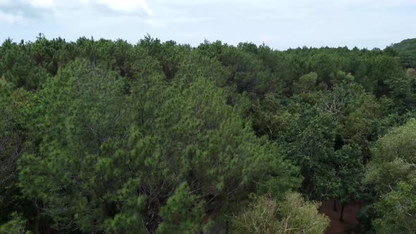 Drone camera footage of pine forest. The cameraes from the bottom up