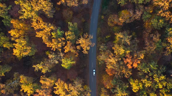 Aerial View on Car Driving Through Autumn Forest Road