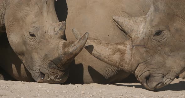 The white rhinoceros or square-lipped rhinoceros, (Ceratotherium simum)