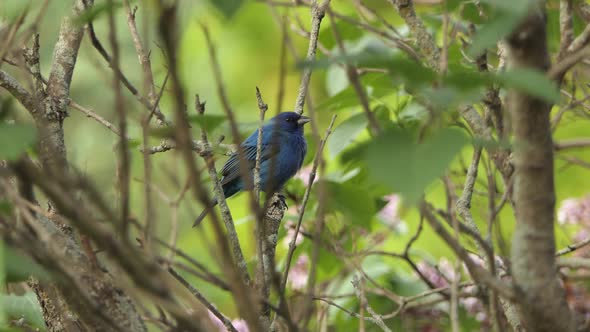 Blue feathered bush bird indigo bunting sit on branch singing