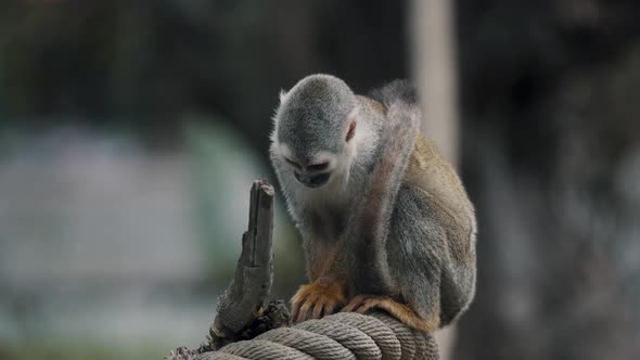 Common Squirrel Monkey In Shallow Depth Of Field. Selective Focus Shot