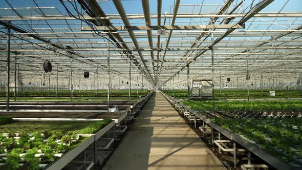 Aerial View with Drone Flying in a Greenhouse