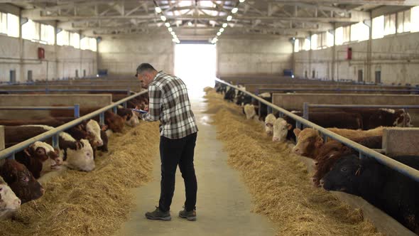 Farmer cattle control in modern livestock farm.