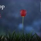 Tulip flower Night Loop 4K - VideoHive Item for Sale