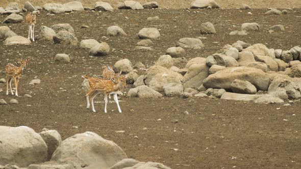 Four Spotted Deer Females walk cautiously to the water during the summer