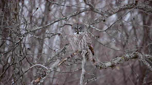 Great Grey Owl perched on branch turning head back and forth