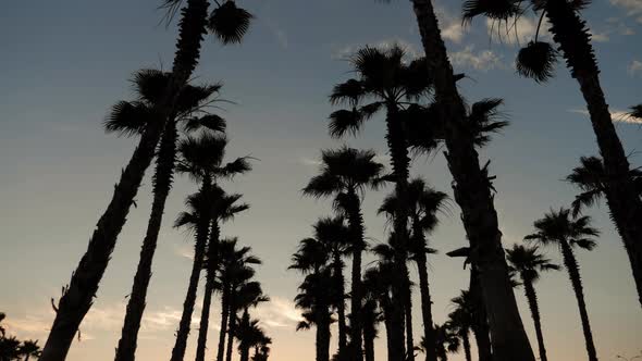 Silhouette Palm Trees in Street at Sunset. Summer Tropical Beach Concept.