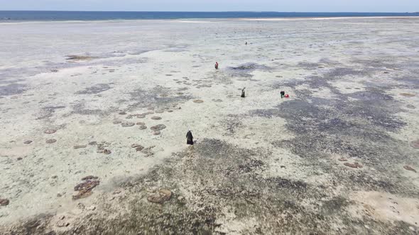 Tanzania  Women in the Coastal Zone at Low Tide in Zanzibar Slow Motion