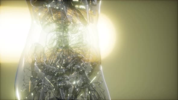 X-Ray Image Of Human Body alt