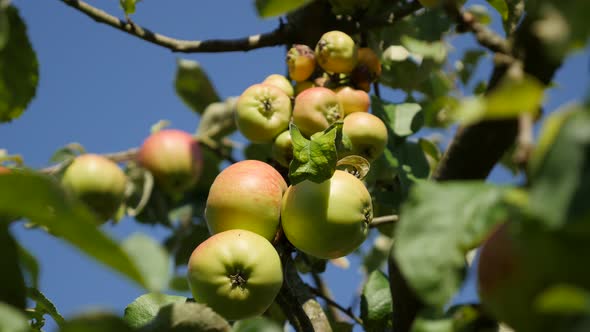 Tilt on red and green organic apple  tree  branch 4K 2160p UltraHD footage - Tilting on against two 