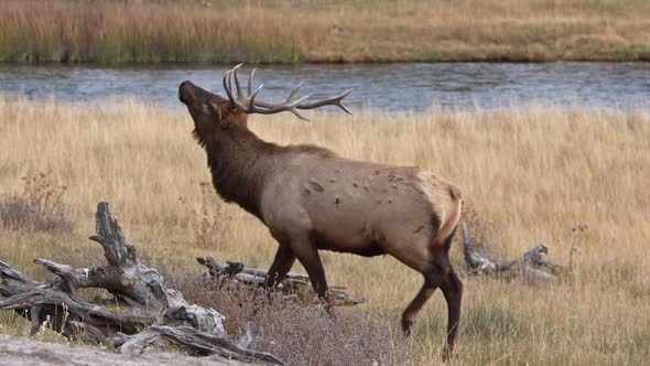 Bull Elk with nose in the air staring to run in slow motion