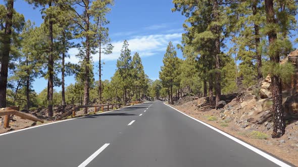 POV Car Travelling Bosque De Esperanza Pine Forest, Tenerife