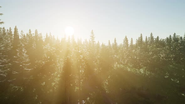 Healthy Green Trees in a Forest