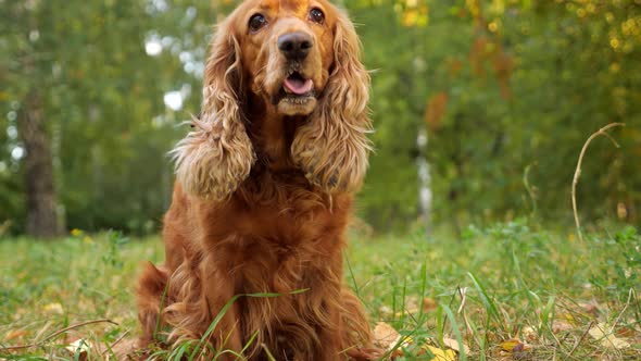 Spaniel with Long Tongue and Brown Fur Sits on Green Meadow