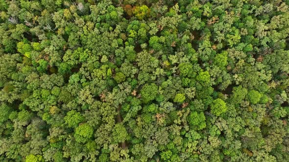 Green Trees In Forest