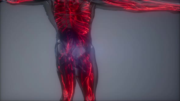 Blood Vessels of Human Body alt