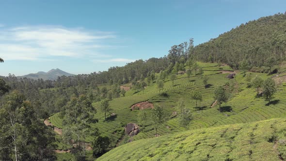 Munnar Mountainous hills covered by Tea plantation gardens on a sunny day