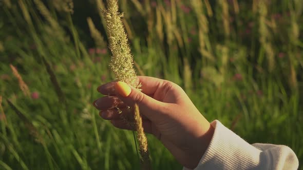 Strokes the Plant