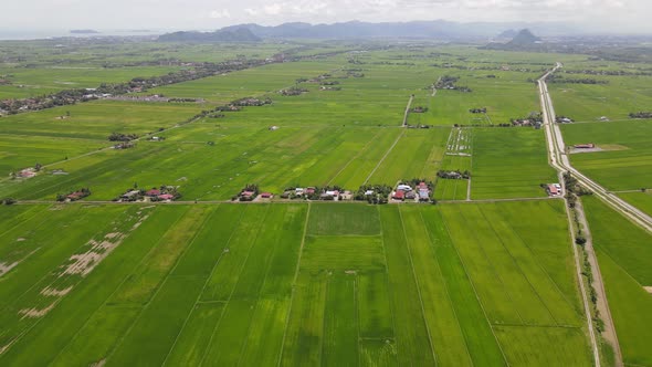 The Paddy Rice Fields of Kedah and Perlis, Malaysia