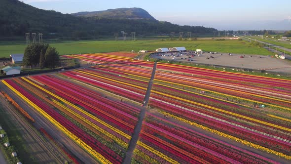 Aerial drone view of tulip flowers fields growing in rows of crops.