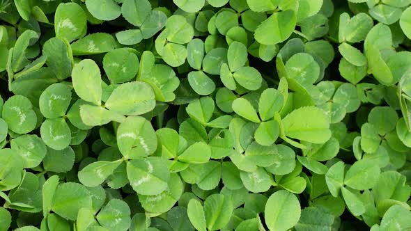 Irish Clover Grows on the Ground As a Natural Background Slow Motion