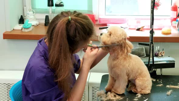 A Young Woman Hairdresser Cuts a Small Maltipoo Dog with Scissors in a Grooming Salon