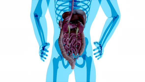 4K anatomy concept of the gut