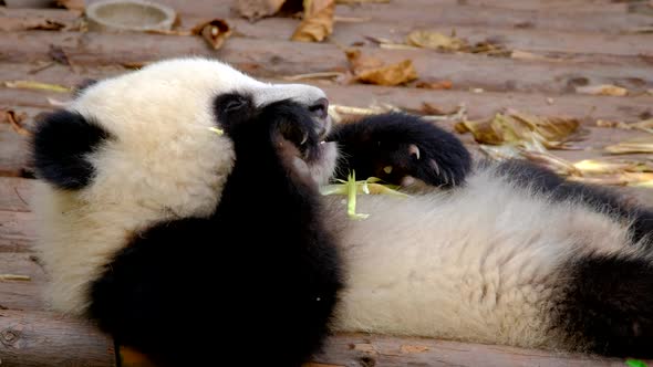 Giant Panda Bear Eating Bamboo