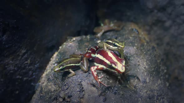 Little Jungle Frog Jumps On Back Of Parent