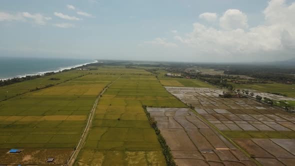 Rice Terraces on Bali