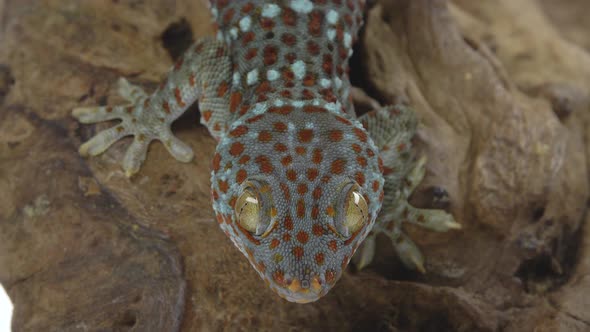 Tokay Gecko - Gekko Gecko on Wooden Snag in White Background. Close Up