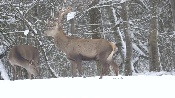 Deer walking in the snow