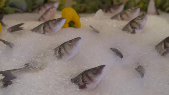 Panning Shot of Fresh Fish Chilled in Ice