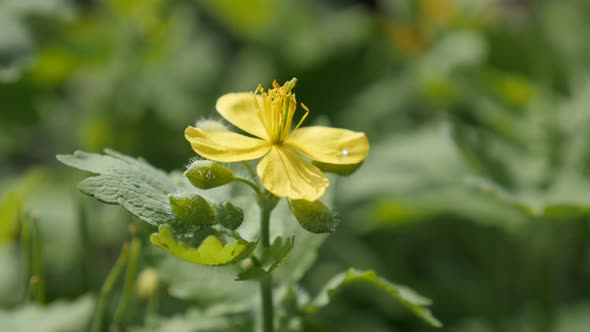 Close-up of yellow herbaceous perennial plant Chelidonium majus  4K 2160p 30fps UltraHD footage - Fl