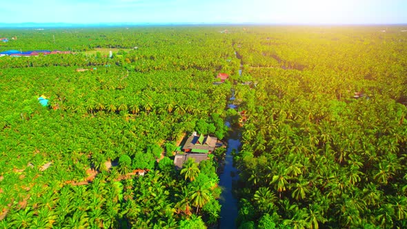 4K Aerial Wide view of Beautiful green coconut tree fields