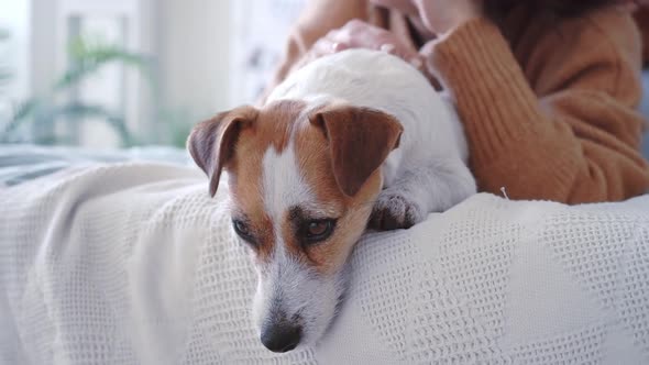 Close Up Portrait Contented Zhedek Russell Dog Lying Bed at Home with His Beloved Owner on Bed