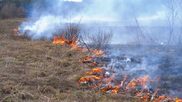 Burning Dry Grass, Trees, Bushes, and Haystacks with Caustic Smoke. Fire in the Forest. Slow Motion