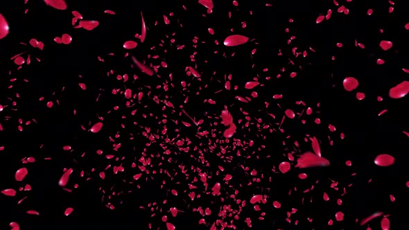 Red Rose Petals Explosion