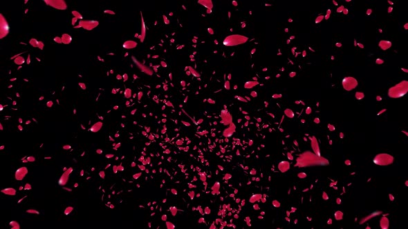 Red Rose Petals Explosion alt