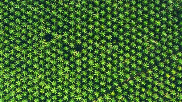 4K : Aerial view over the large palm oil plantation