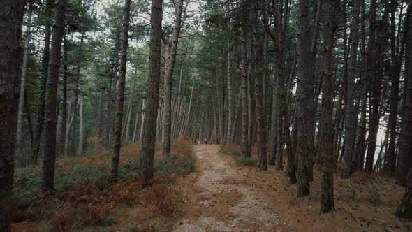 Aerial drone gliding shot of woman with a child walks in the autumn forest