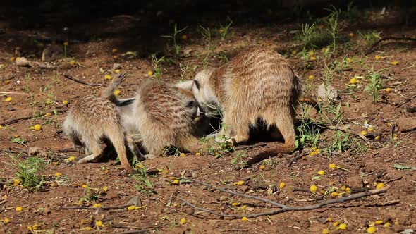 Grooming Meerkat Family